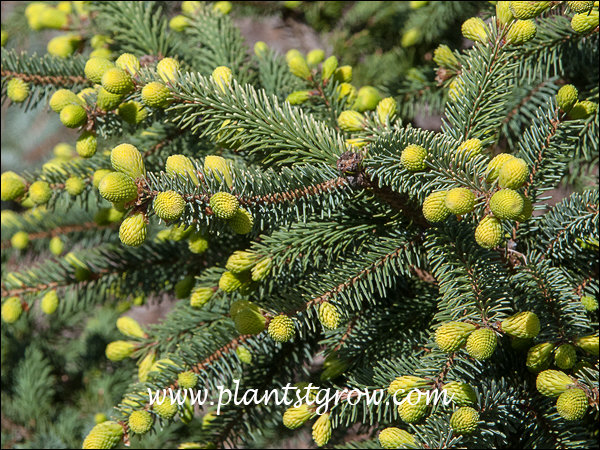The emerging branch buds have a nice yellow color.